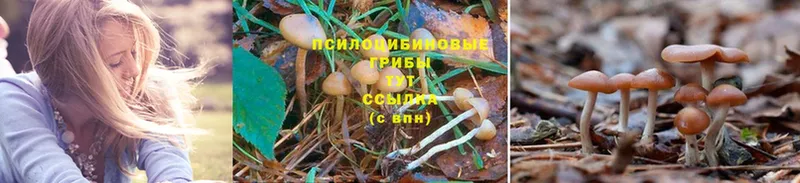 наркошоп  Каменск-Уральский  МЕГА ссылки  Псилоцибиновые грибы Psilocybe 